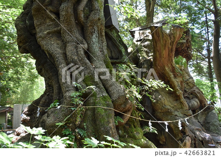 来宮神社 熱海市 来宮神社 熱海市 42663821