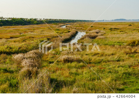 葦 秋 華城市 42664004