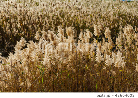 葦 秋 華城市 42664005
