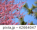 青空に　松 鳥 梅 42664047
