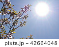 太陽に届く桜 42664048