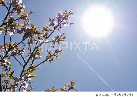 太陽に届く桜 太陽に届く桜 42664048