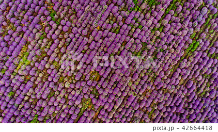 Lavender field aerial view. Top view. Lavender field aerial view. Top view. 42664418