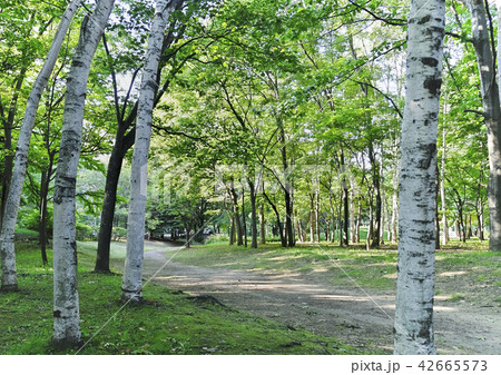札幌・中島公園 42665573