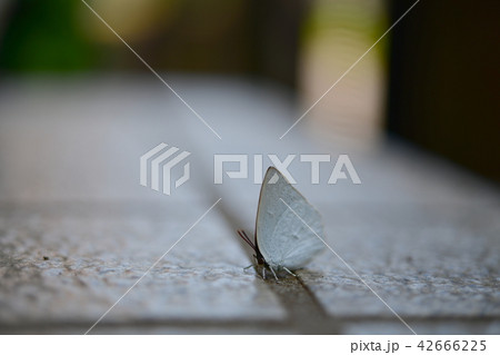 昆虫イメージ素材、小さな蝶 42666225