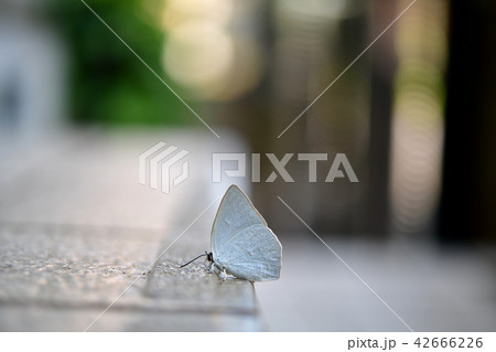昆虫イメージ素材、小さな蝶 42666226