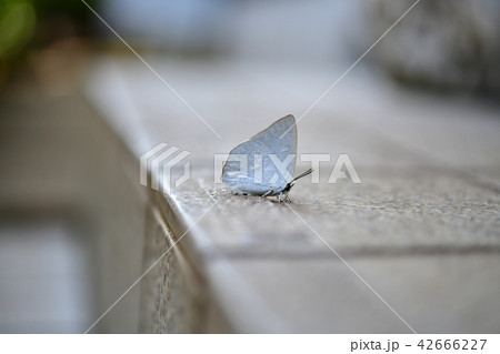 昆虫イメージ素材、小さな蝶 42666227