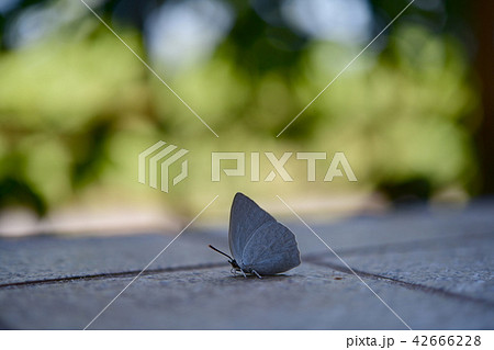 昆虫イメージ素材、小さな蝶 42666228