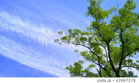 空 青空と雲と木イメージ 空 青空と雲と木イメージ 42667278