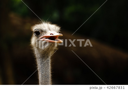 Ostrich bird head and neck front portrait in asia. 42667831