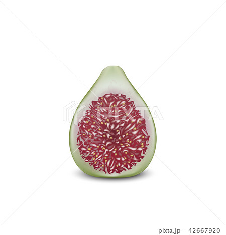 Common fig fruit realistic vector design. 3d fig 42667920
