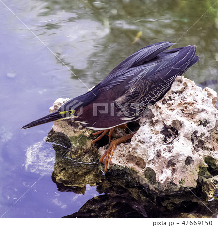 Green heron (Butorides virescens) 42669150