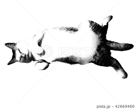 寝ている猫のイラスト素材 42669460 Pixta