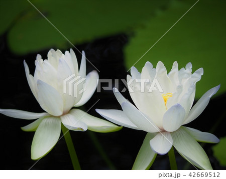 ヒツジ草 ヒツジ草 42669512