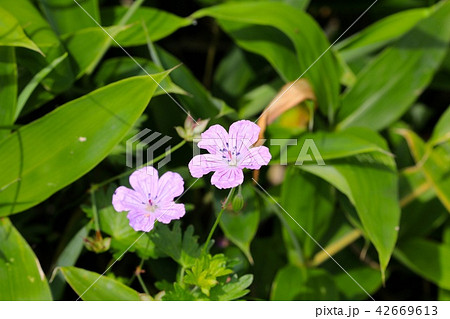 エゾフウロ エゾフウロ 42669613