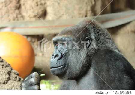 ゴリラ 42669661
