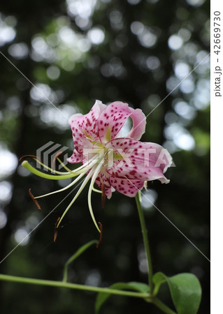 花言葉は慈悲深さ カノコユリの写真素材