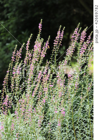 お盆の頃花を咲かせる・ミソハギ 42669782