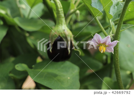 夏野菜の代表・ナスの花と実 42669792