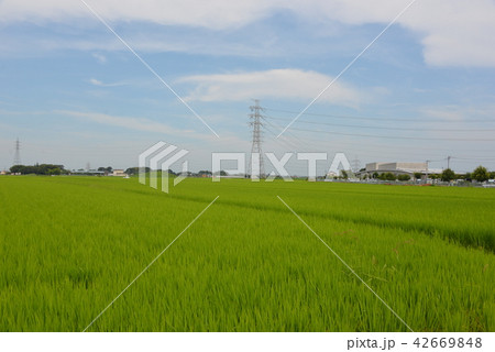田んぼ 42669848