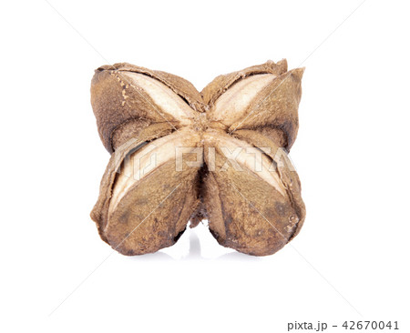 Plukenetia volubilis or sacha inchi peanut seed Plukenetia volubilis or sacha inchi peanut seed 42670041
