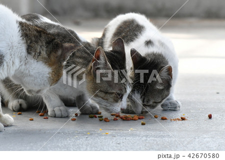 ネコ・野良猫 ネコ・野良猫 42670580