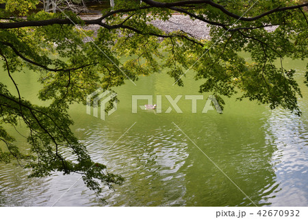 仙洞御所　南池 42670932