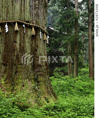 国宝杉並木と羽黒山五重塔 国宝杉並木と羽黒山五重塔 42671048