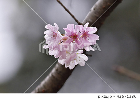 平野神社 十月桜 平野神社 十月桜 42671336