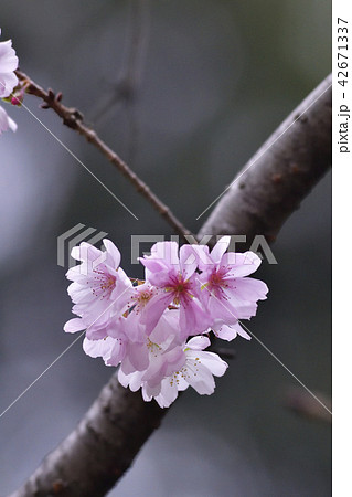 平野神社 十月桜 平野神社 十月桜 42671337