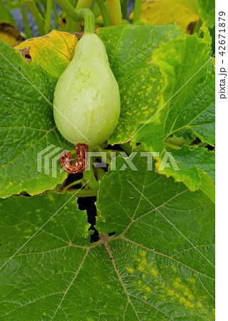 オモチャカボチャ オモチャカボチャ 42671879