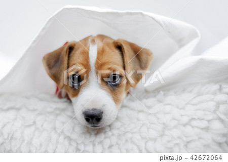 Jack russel terrier puppy 42672064