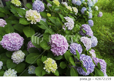 花 フラワー お花 42672159