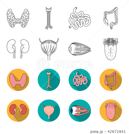 Kidney, bladder, eyeball, tongue. Human organs set collection icons in outline,flet style vector Kidney, bladder, eyeball, tongue. Human organs set collection icons in outline,flet style vector 42672841