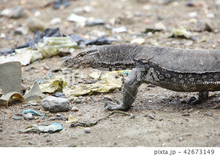 ミズオオトカゲ 42673149