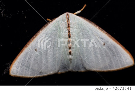 ボルネオ島の蛾 42673541