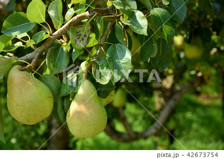洋なしの木 42673754