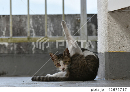 猫・野良猫 42675717