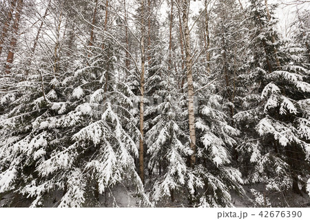 snow paws spruce snow paws spruce 42676390