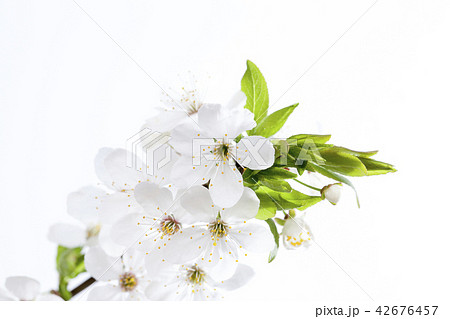 one cherry branch one cherry branch 42676457