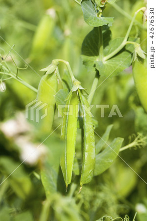 open pods of peas 42676530