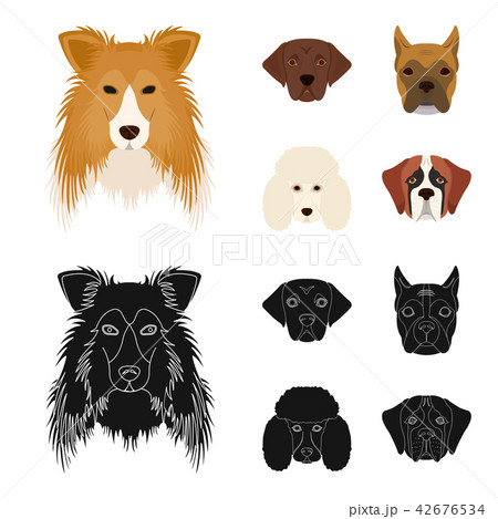 Muzzle of different breeds of dogs.Collie breed dog, lobladore, poodle, boxer set collection icons 42676534