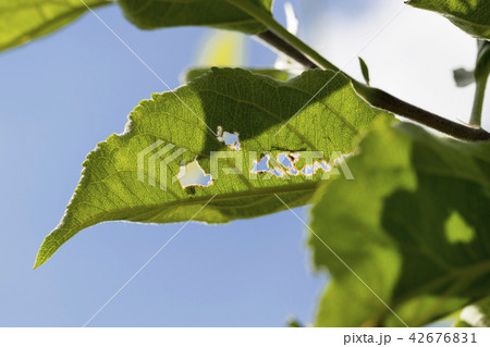 walnut foliage 42676831