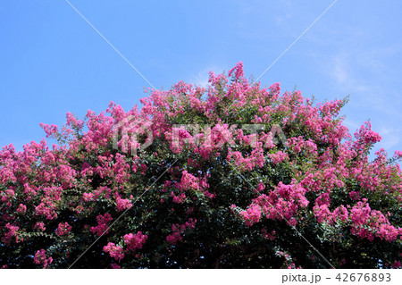 サルスベリ サルスベリ 42676893