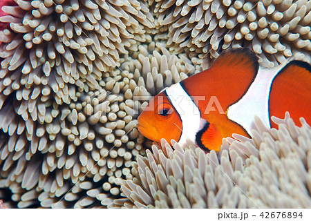 カクレクマノミ イソギンチャク カクレクマノミ イソギンチャク 42676894