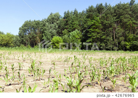 green shoots of corn green shoots of corn 42676965