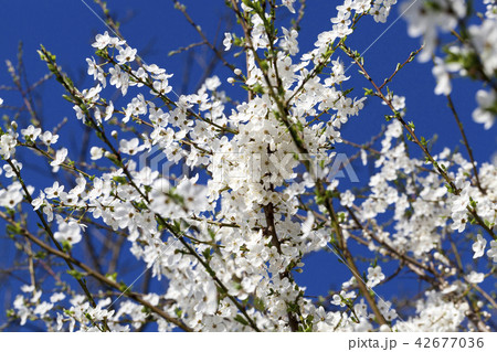 snow-white cherry blossoms 42677036