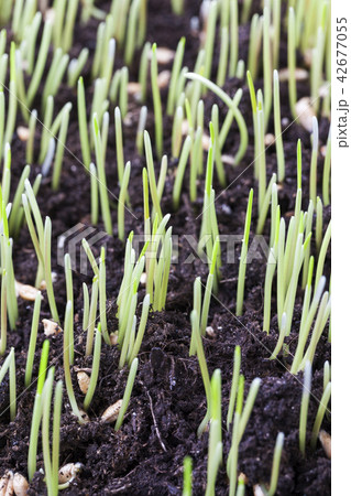 sprouts of grass 42677055