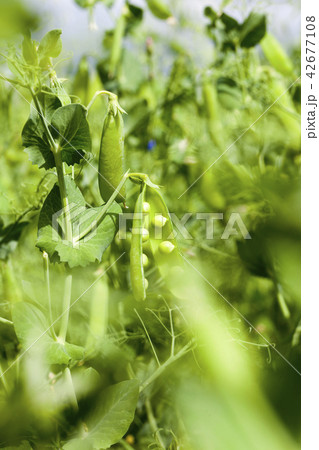 open pods of peas 42677108