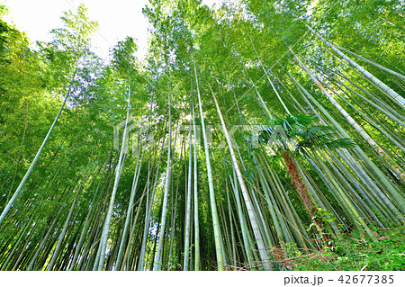 竹林 竹林 42677385